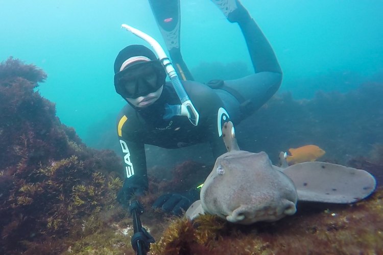 Cutest horn sharks in La Jolla.