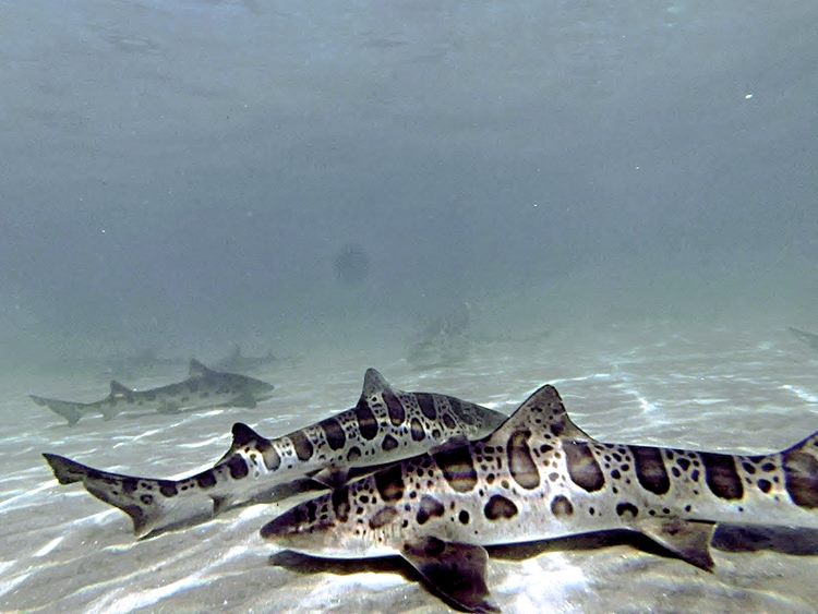 Snorkel at Leopard Sharks Lane.