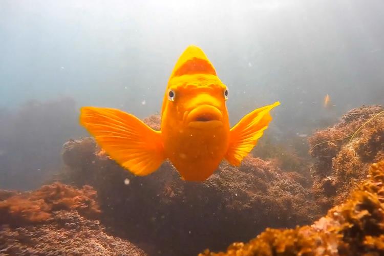 Snorkel along La Jolla with orange fish.