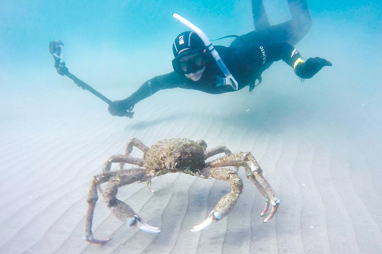 Diving with sheep crabs at Shores.